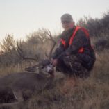 Mule deer buck