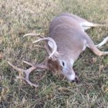 Whitetail hunt in Southeastern MT